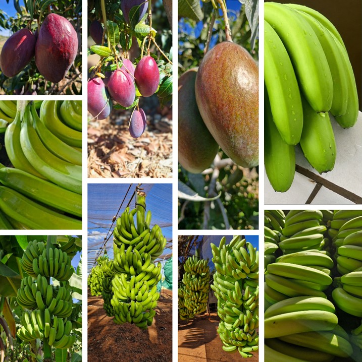 Bananas do Jaíba