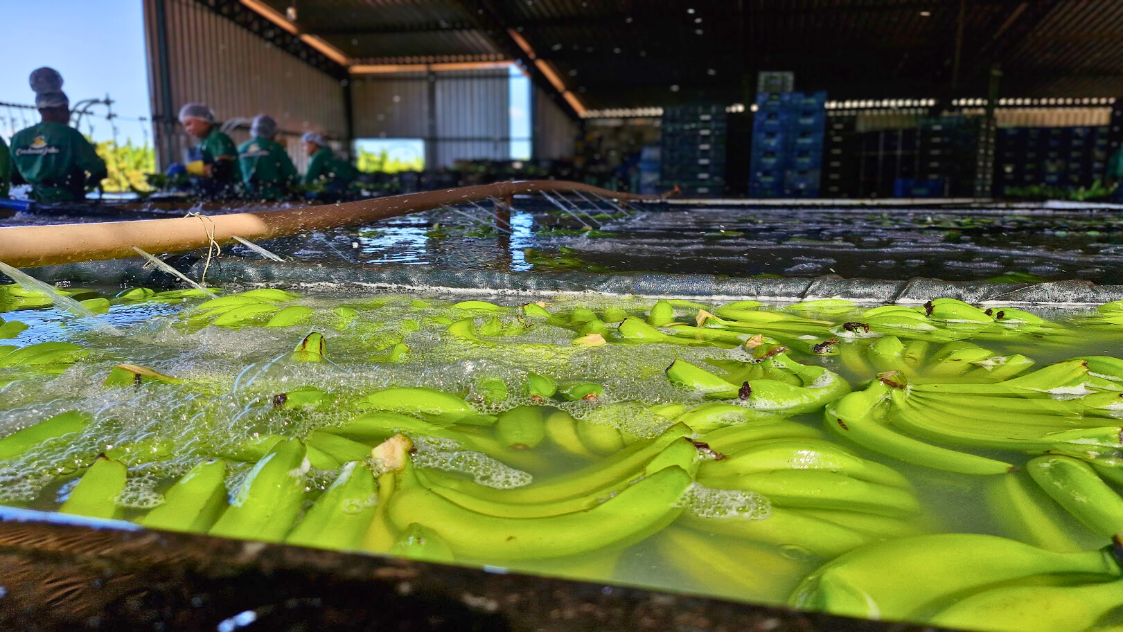 Bananas selecionadas e higienizadas