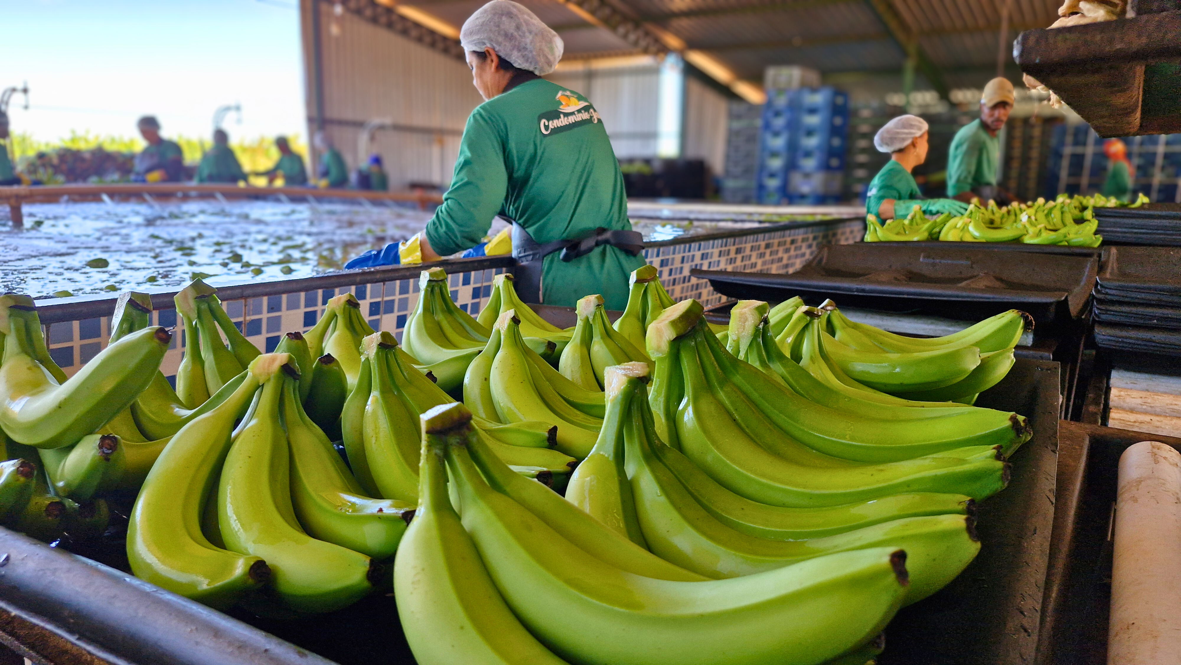 Seleção e embalagem de frutas
