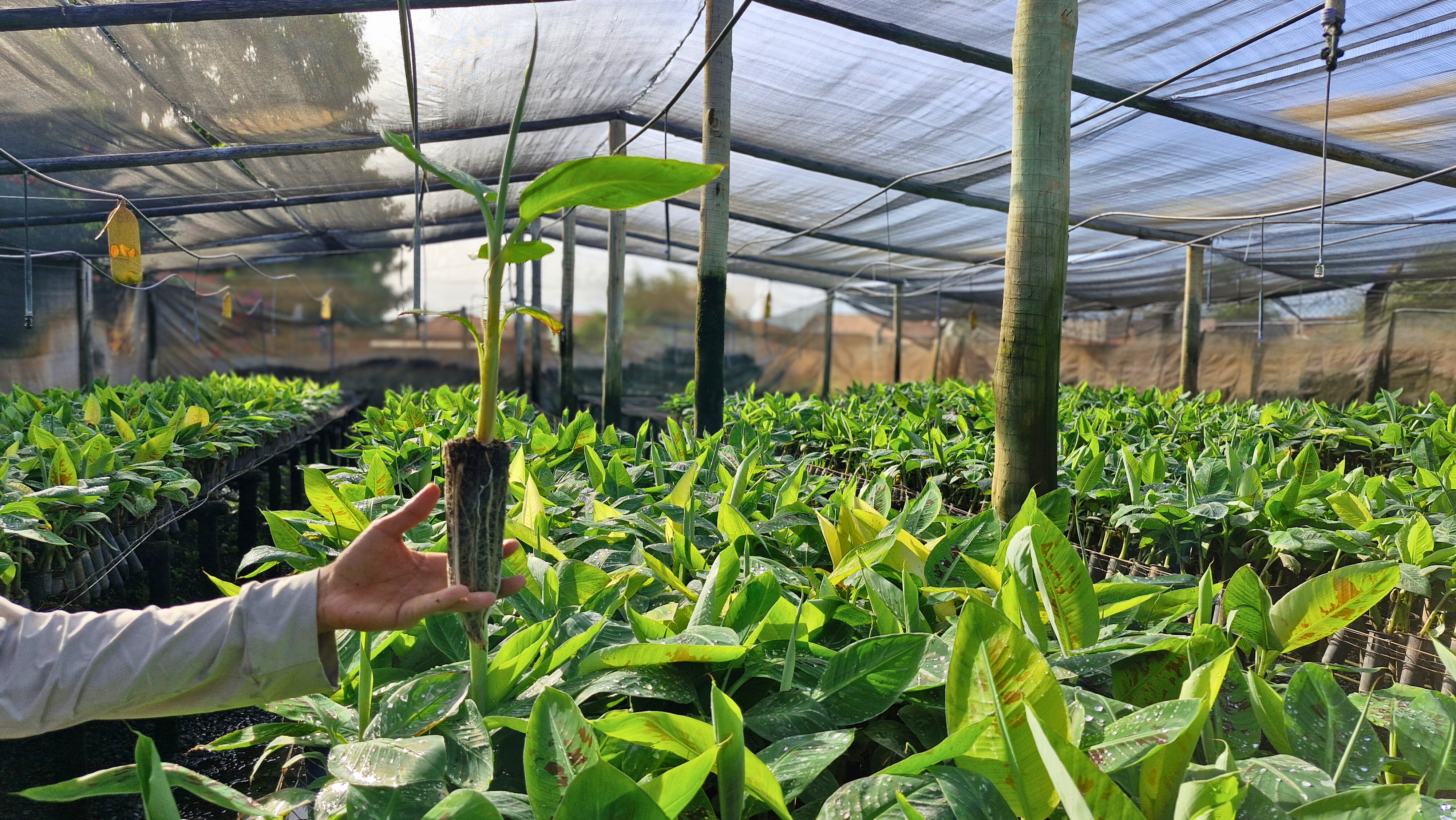 Muda de banana na mão