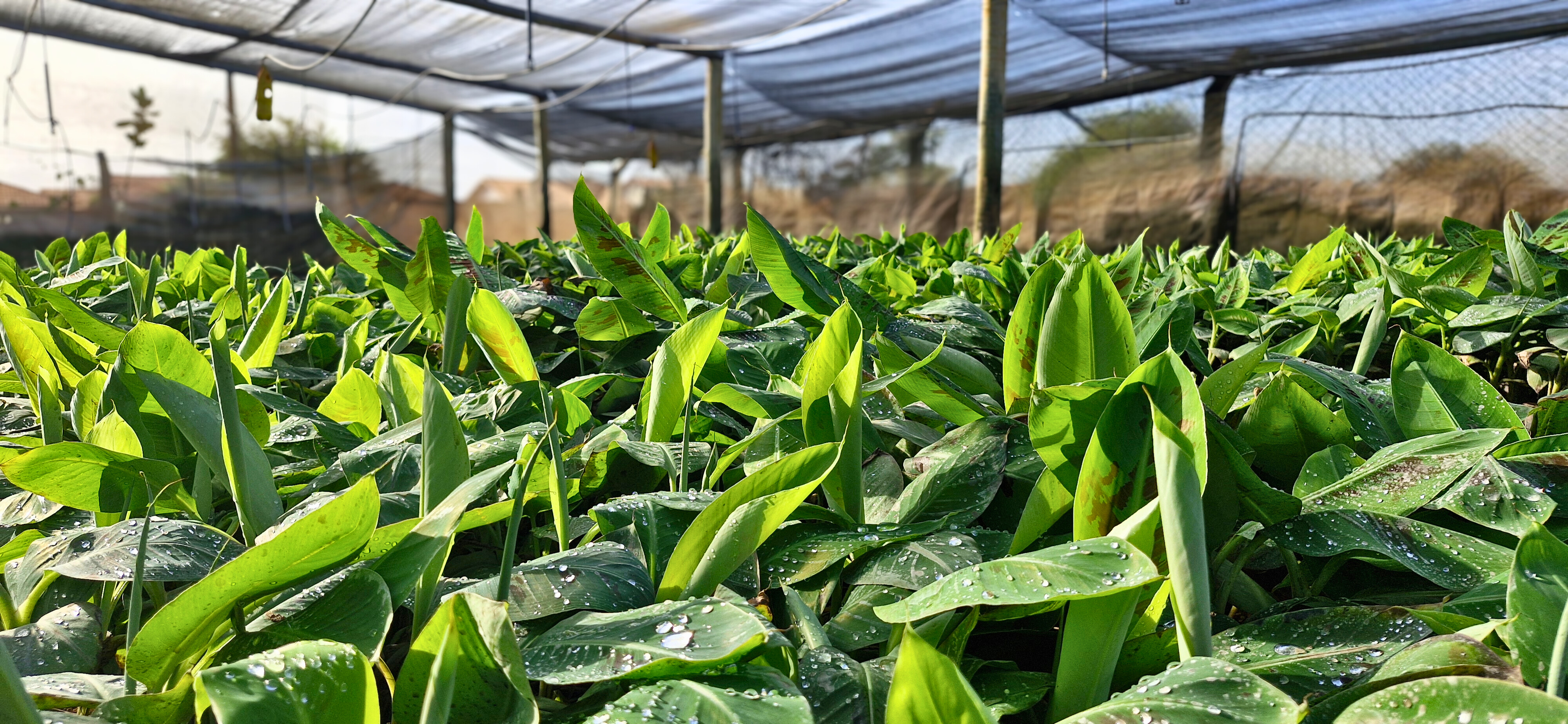 Viveiro de mudas de banana